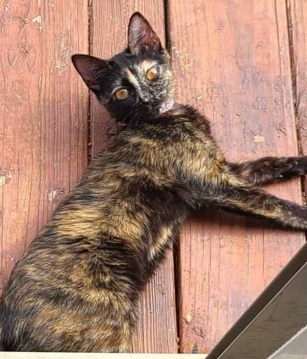 Lost Cat in Pipe Creek — listing photo