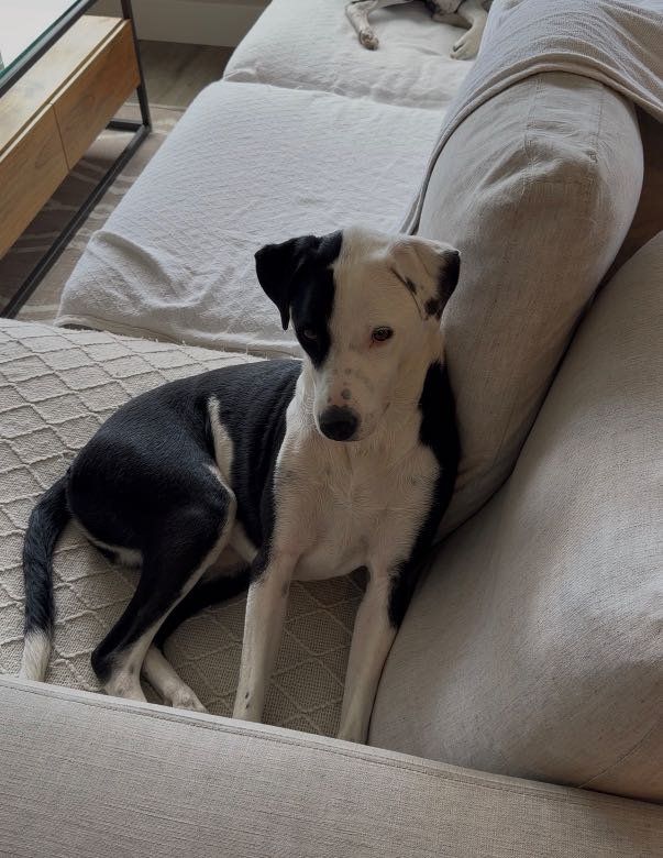 Lost Dog in Denver, Colorado — listing photo