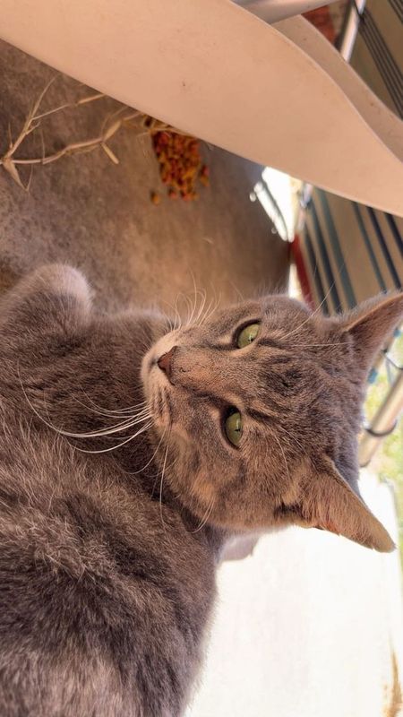 Found Cat in Yukon — listing photo