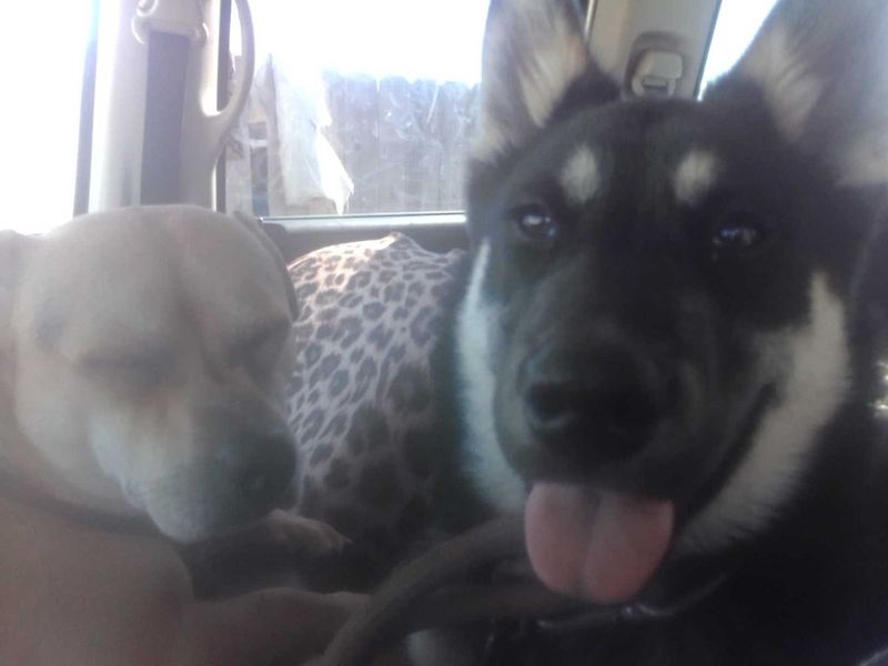 Lost Dog in Oroville — listing photo