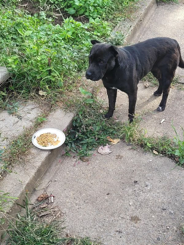 Lost Dog in Pittsburgh, Pennsylvania — Anybody in southside slopes/arlington missing a black dog?