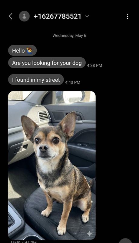 Lost Dog in K — listing photo