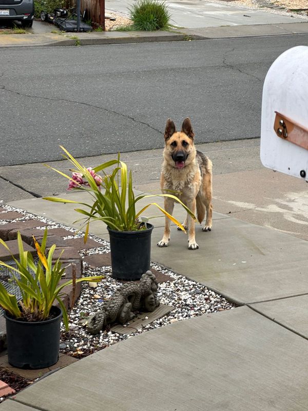 Found Dog in Milpitas, California — listing photo