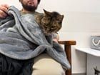 Lost Cat in Sacramento, California — listing photo