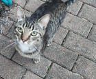 Lost Dog in Dayton, Ohio — listing photo