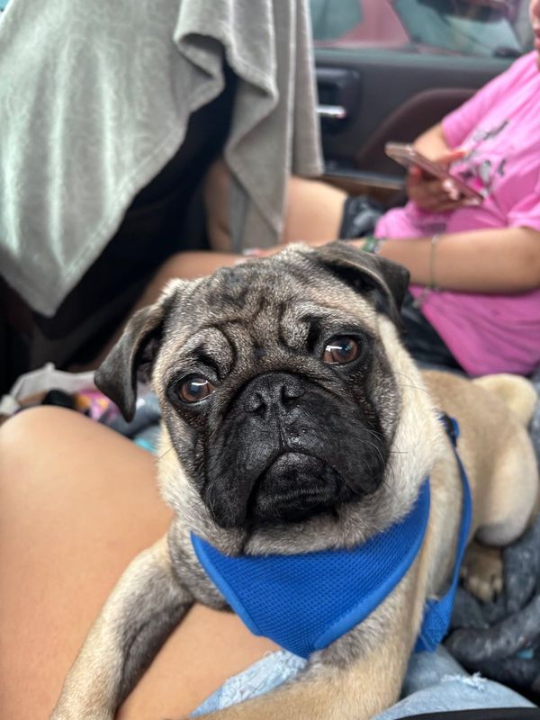 Lost Dog in Fort Worth, Texas — listing photo
