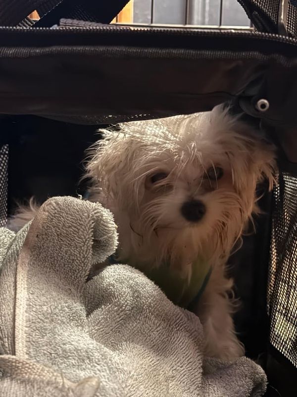 Found Dog in Baltimore, Maryland — listing photo