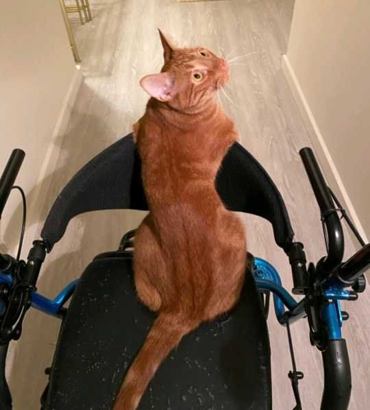 Lost Cat in Mount Olive — listing photo