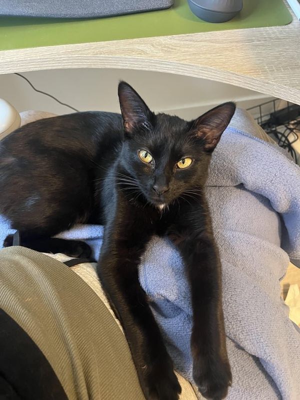 Found Cat in San Diego, California — Anyone close to Old Town lose a black kitten? (6mo F)