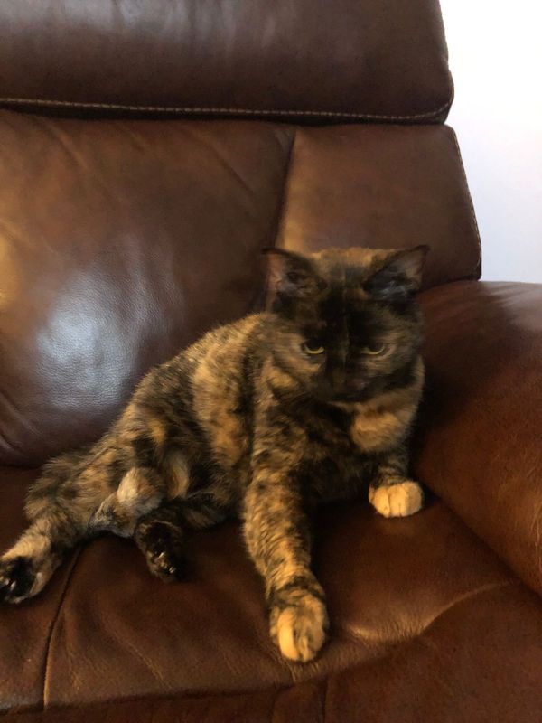 Lost Cat in Anderson, Indiana — listing photo