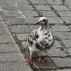 Lost Pet in K — Has anyone lost their pigeon?