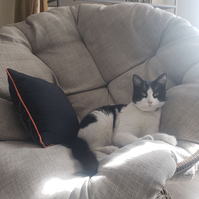 Found Cat in San Diego, California — Cat found in Linda Vista