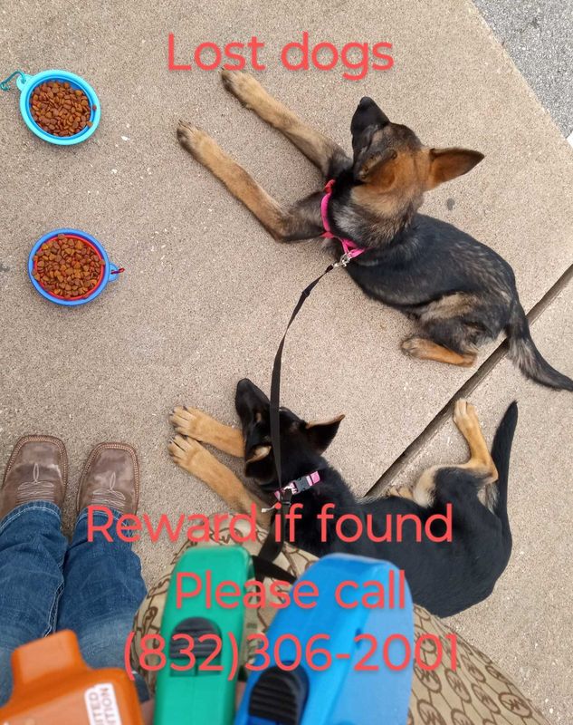 Lost Dog in TX 77379 — listing photo