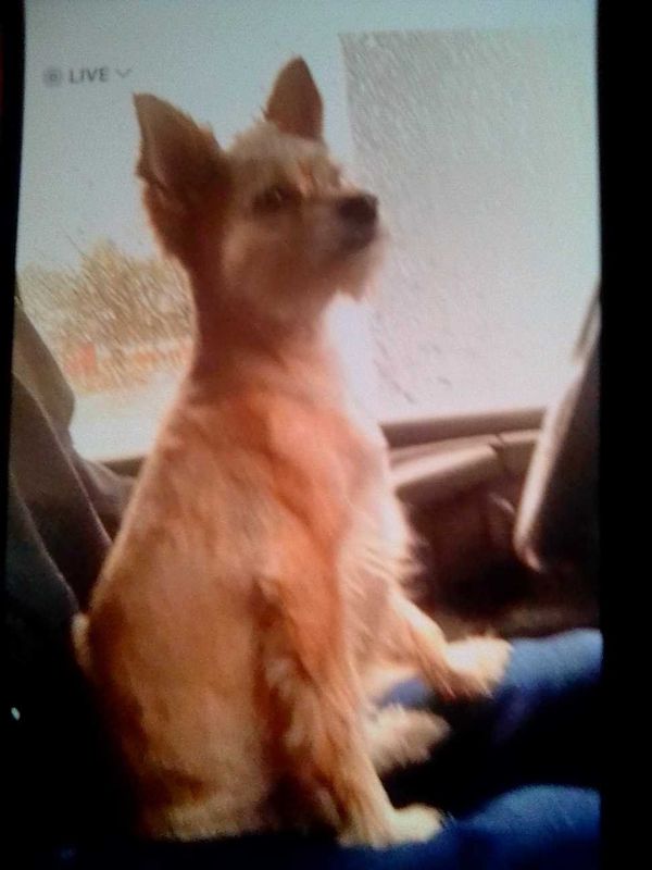 Lost Dog in Colorado Springs, Colorado — listing photo