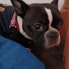 Found Dog in Seattle, Washington — listing photo