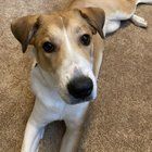 Lost Dog in Fort Worth, Texas — listing photo