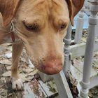 Found Dog in Louisville, Kentucky — listing photo