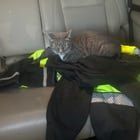 Lost Cat in Dunwoody, Georgia — listing photo
