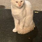 Lost Cat in San Antonio, Texas — [Help] Still Searching for Our Lost Cat
