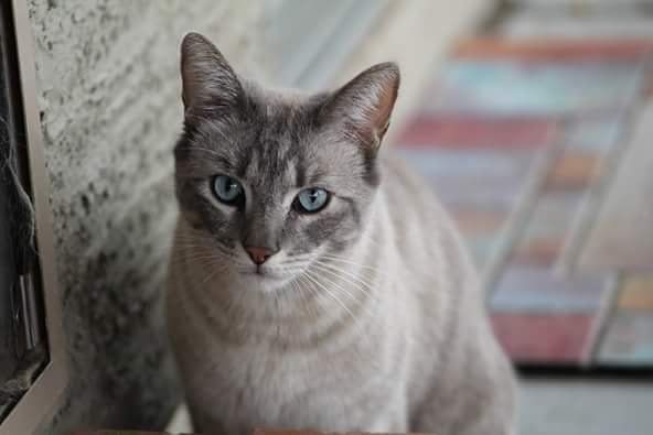 Lost Cat in Phoenix, Arizona — listing photo