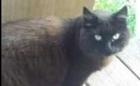 Lost Cat in Denver, Colorado — listing photo