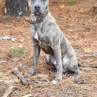 Lost Dog in Philadelphia, Pennsylvania — listing photo