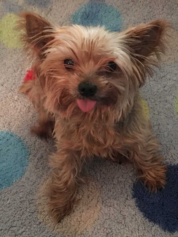 Lost Dog in Oklahoma City, Oklahoma — listing photo