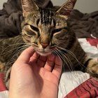 Lost Cat in Milwaukee, Wisconsin — !!️ UPDATE !!️ Missing Cat - Crestwood Subdivision of Glendale, WI - MKE Co