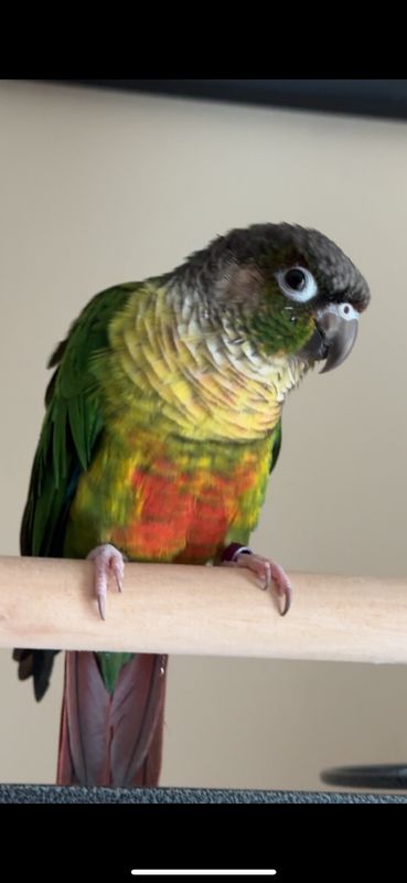 Lost Pet in Coram — listing photo