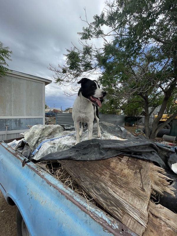 Lost Dog in Albuquerque, New Mexico — listing photo