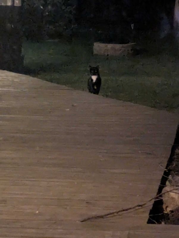 Found Cat in Schaumburg, Illinois — listing photo