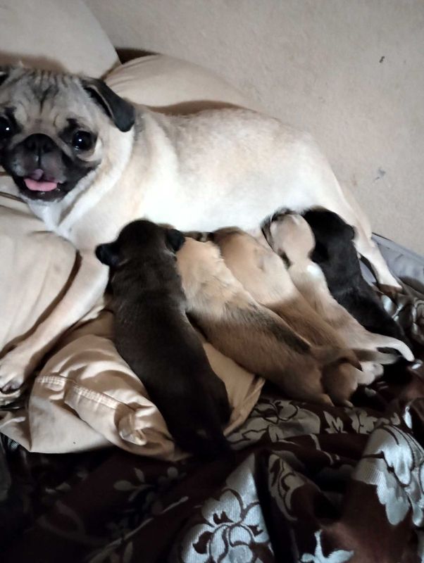 Lost Dog in Phoenix, Arizona — listing photo