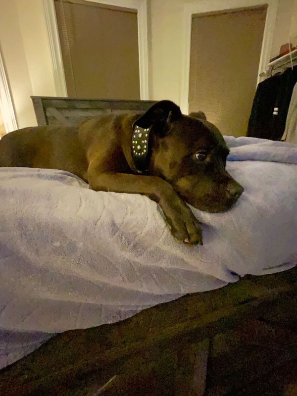 Lost Dog in Houston, Texas — listing photo