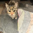 Lost Dog in Baltimore, Maryland — listing photo