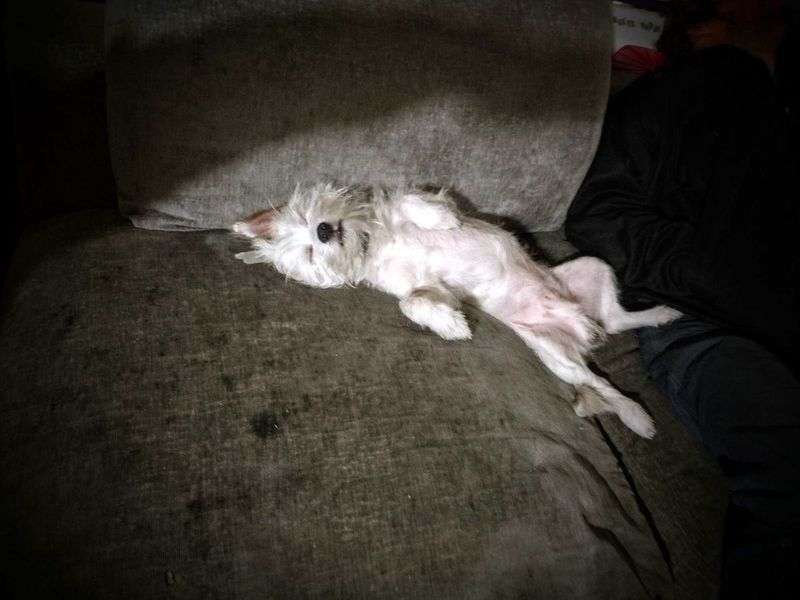 Lost Dog in Portland, Maine — listing photo