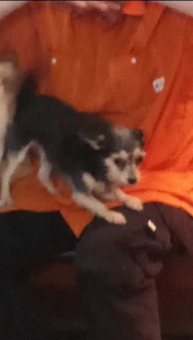 Lost Dog in Sacramento, California — listing photo