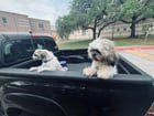 Found Dog in Austin, Texas — listing photo