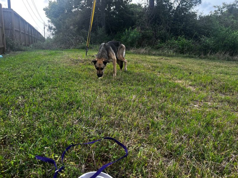 Found Dog in Seabrook — listing photo