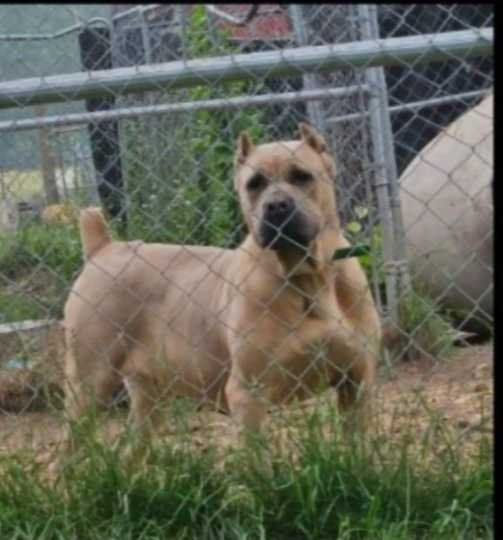 Lost Dog in Leary — listing photo