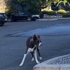 Lost Dog in Reno, Nevada — listing photo