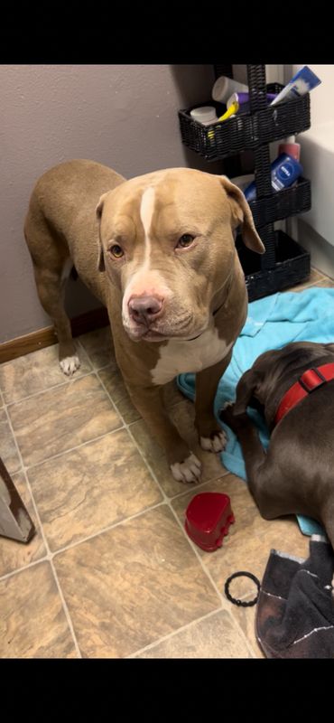 Lost Dog in Ponchatoula — listing photo