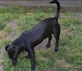 Found Dog in Newport Beach, California — listing photo