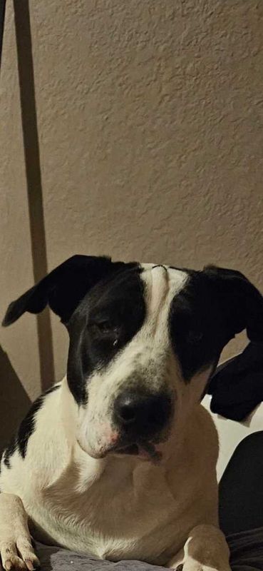 Lost Dog in San Antonio, Texas — listing photo