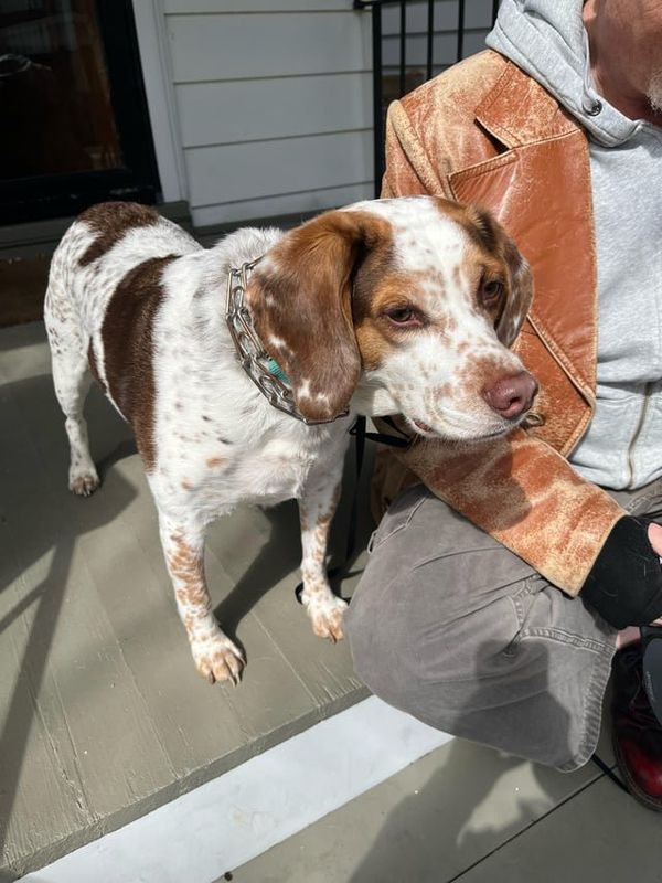 Found Dog in Milwaukee, Wisconsin — listing photo