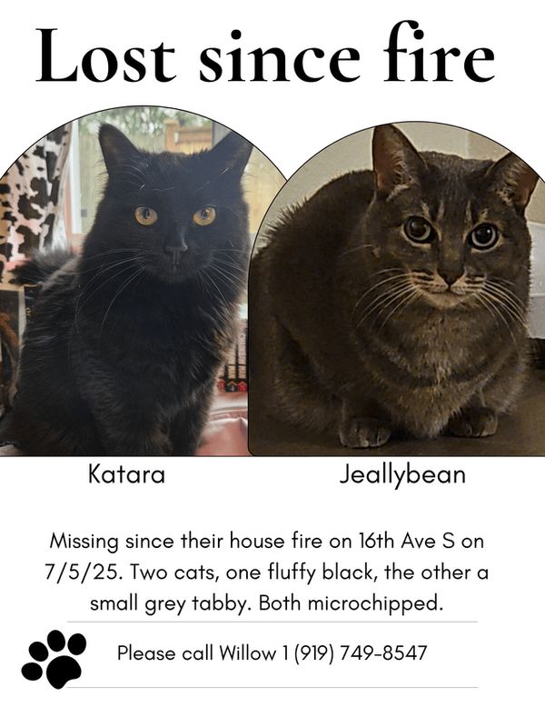 Lost Cat in Seattle, Washington — listing photo