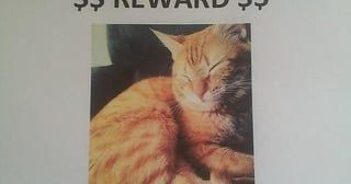Lost Cat in Detroit, Michigan — listing photo