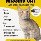 Lost Cat in Plano, Texas — listing photo