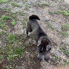 Lost Dog in Philadelphia, Pennsylvania — listing photo