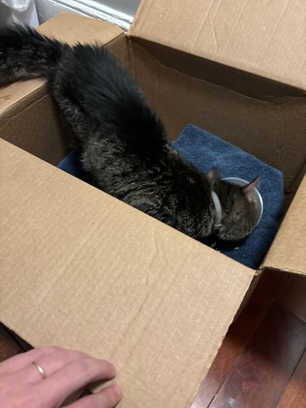 Lost Cat in Washington, District of Columbia — listing photo
