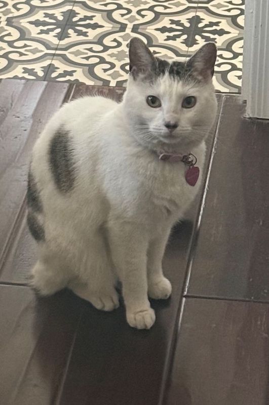 Lost Cat in Gilbert, Arizona — listing photo